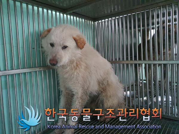 믹스견 이미지 파일 입니다.